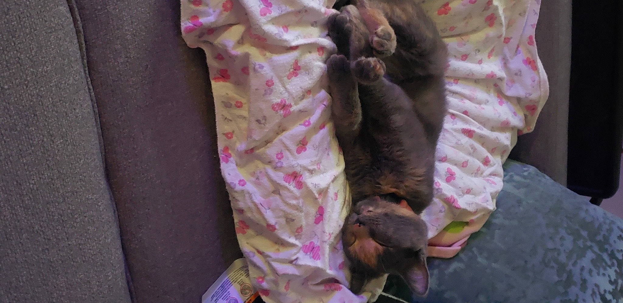 Gypsy is registered to the contest to win money with this photo: canidae, carnivore, comfort, companion_dog, dog, dog_breed, fawn, felidae, fur, linens, liver, magenta, nightwear, pink, small_to_medium_sized_cats, sporting_group, tail, terrestrial_animal, toy