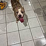 Bella is registered to the contest to win money with this photo: dog, tongue, floor, tile, indoor, pet, animal, brown, white, happy, looking_up, shadow, tool, cord, playful, canine, friendly, ears, mouth, paw
