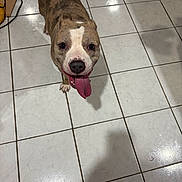 Bella is registered to the contest to win money with this photo: dog, canine, pet, brindle, tongue_out, floor, tile_floor, indoor, looking_up, happy, animal, mammal, paw, ears, snout, nose, shadow, domestic_animal, companion, friendly