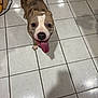 dog, canine, pet, brindle, tongue_out, floor, tile_floor, indoor, looking_up, happy, animal, mammal, paw, ears, snout, nose, shadow, domestic_animal, companion, friendly