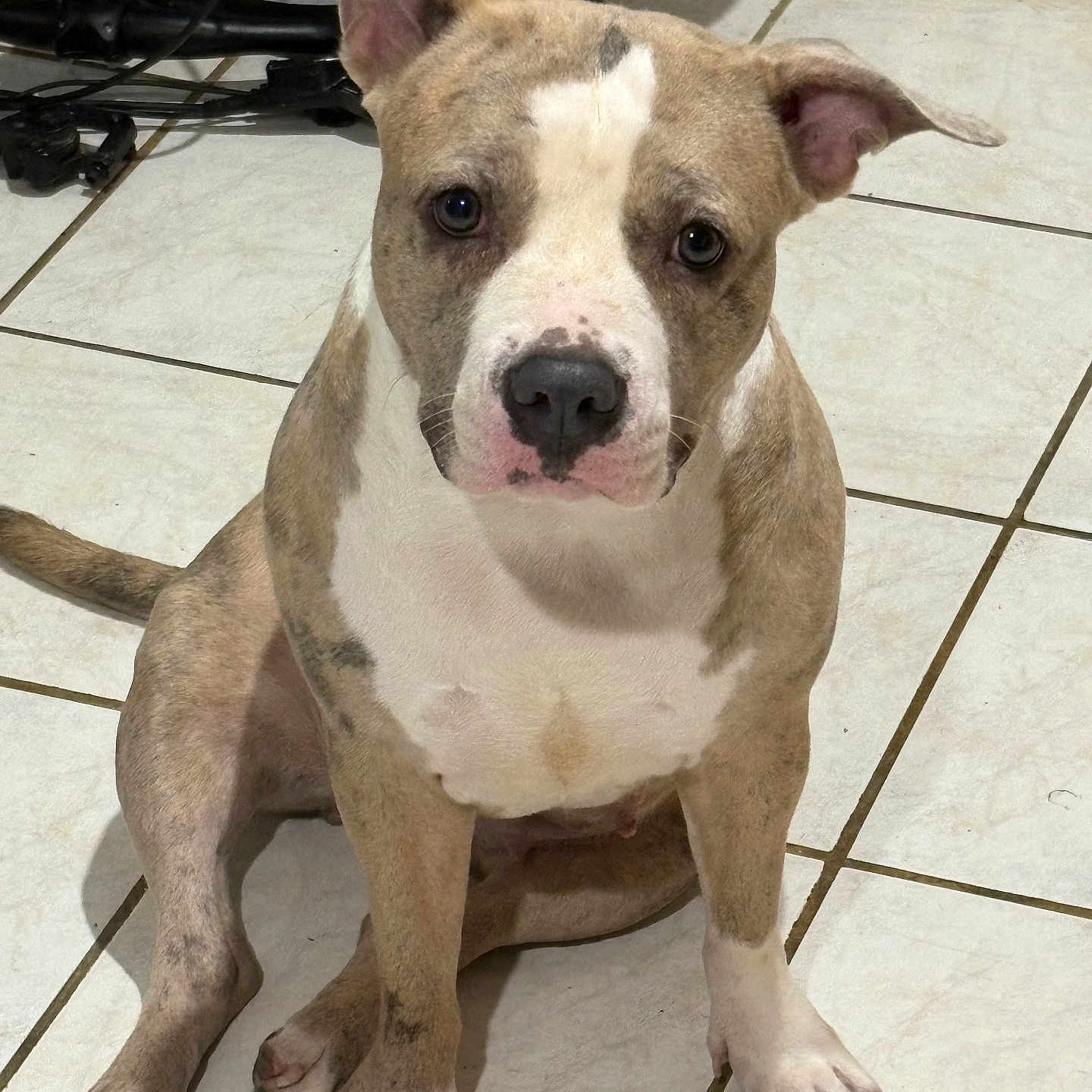 Bella joined the competition — help win amazing prizes! animal, background, bicycle_wheel, brindle, canine, cute, dog, ears_up, floor, home, indoor, looking_up, nose, paw, pet, sitting, tail, tile, whiskers, white