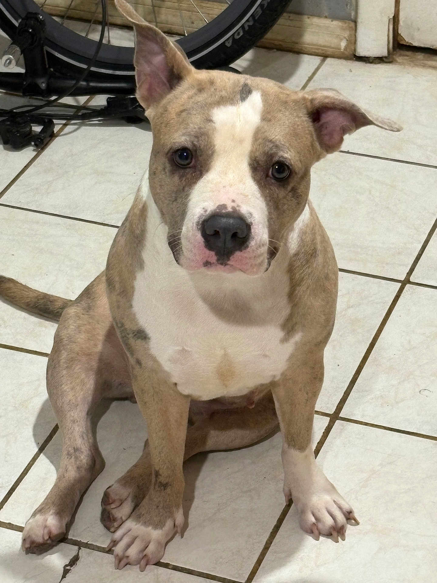 Bella joined the competition — help win amazing prizes! dog, brindle, white, indoor, floor, tile, paw, pet, canine, animal, sitting, looking_up, ears_up, nose, whiskers, tail, background, bicycle_wheel, home, cute