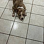 Bella is registered to the contest to win money with this photo: dog, lying_down, tile_floor, brown, white, brindle, indoor, pet, canine, resting, floor_tiles, paws, ears, snout, animal, domestic, quiet, calm, home, laying