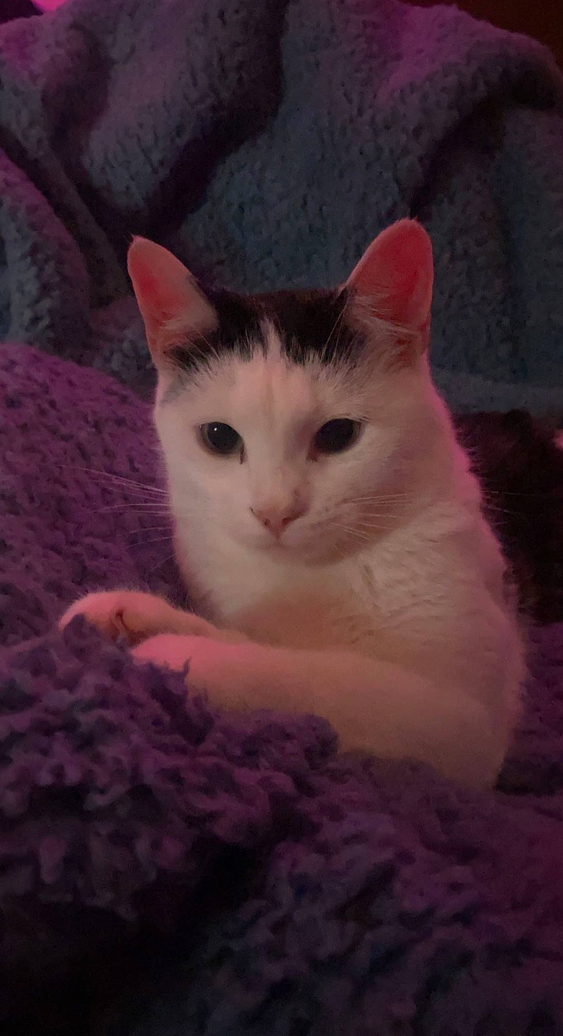 Munchies joined the competition — help win amazing prizes! carnivore, cat, claw, comfort, domestic_short_haired_cat, eye, fawn, felidae, fur, magenta, paw, pink, plant, small_to_medium_sized_cats, snout, tail, tree, whiskers, wood