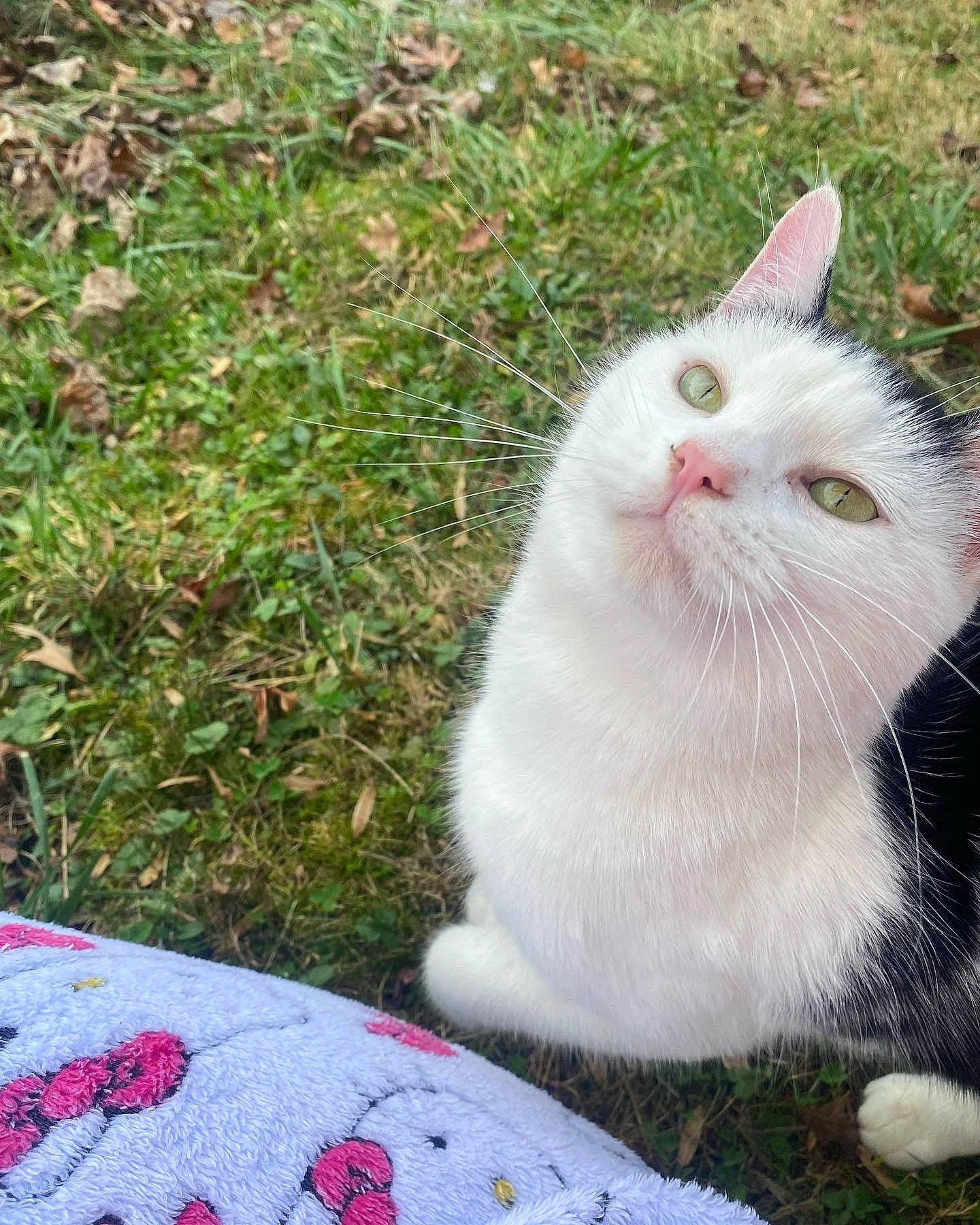 Munchies is registered to the contest to win money with this photo: art, carnivore, cat, domestic_short_haired_cat, eye, fawn, felidae, fur, grass, groundcover, herb, herbaceous_plant, pattern, paw, plant, sitting, small_to_medium_sized_cats, tail, terrestrial_animal, whiskers