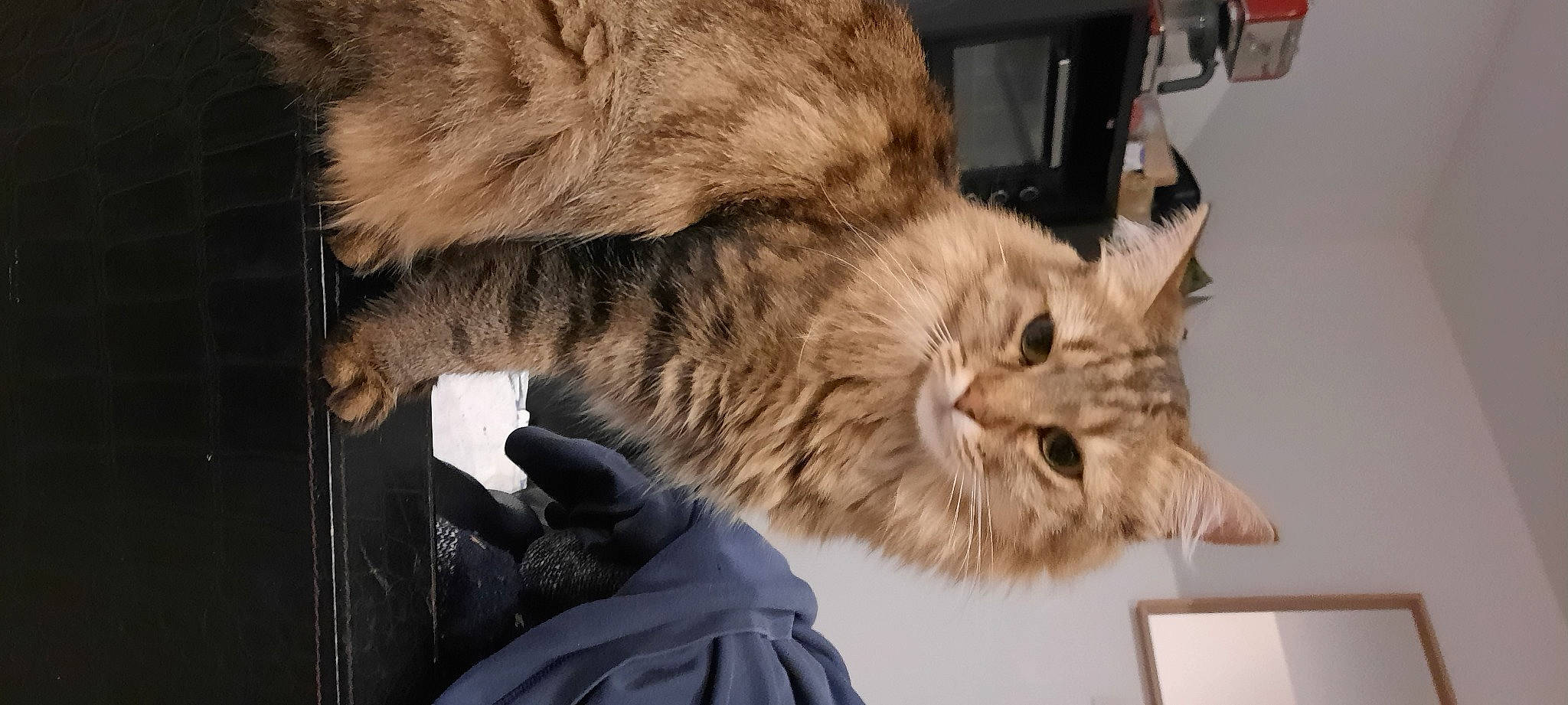 Loky participe au concours pour gagner de l'argent avec cette photo : beige, brown, carnivore, cat, domestic_long_haired_cat, fawn, felidae, fur, natural_material, small_to_medium_sized_cats, snout, terrestrial_animal, vertebrate, whiskers