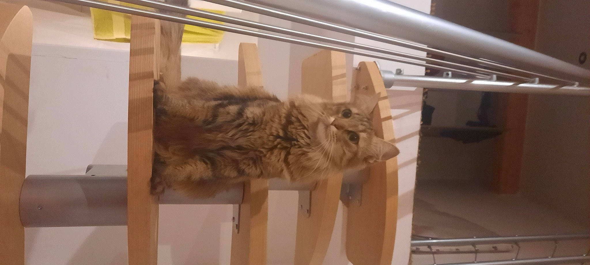 Loky participe au concours pour gagner de l'argent avec cette photo : beige, carnivore, cat, fawn, felidae, fur, handrail, small_to_medium_sized_cats, terrestrial_animal, zoo