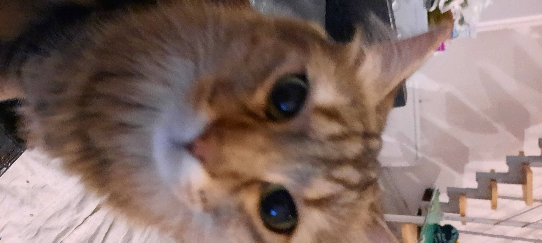 Loky participe au concours pour gagner de l'argent avec cette photo : beige, blond, brown, carnivore, cat, close_up, domestic_short_haired_cat, fawn, felidae, fur, iris, organ, photography, skin, small_to_medium_sized_cats, snapshot, snout, terrestrial_animal, vertebrate, whiskers