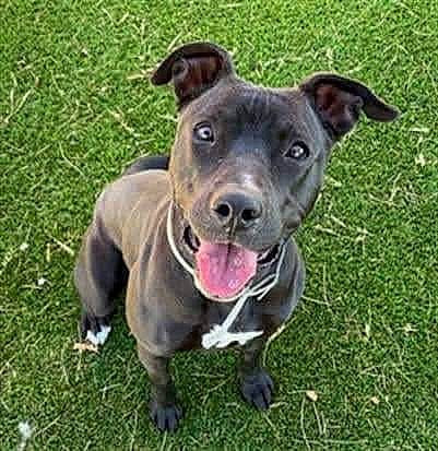 La La joined the competition — help win amazing prizes! canidae, carnivore, collar, companion_dog, dog, dog_breed, dog_collar, dog_supply, fashion_accessory, fawn, grass, guard_dog, leash, pet_supply, plant, snout, sporting_group, whiskers, working_animal, working_dog