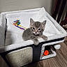 Smokey joined the competition — help win amazing prizes! kitten, cat, tabby, pet, animal, feline, cute, toy, feather_toy, cat_bed, plush, indoor, wooden_floor, wall, curious, young, small, cozy, resting, looking