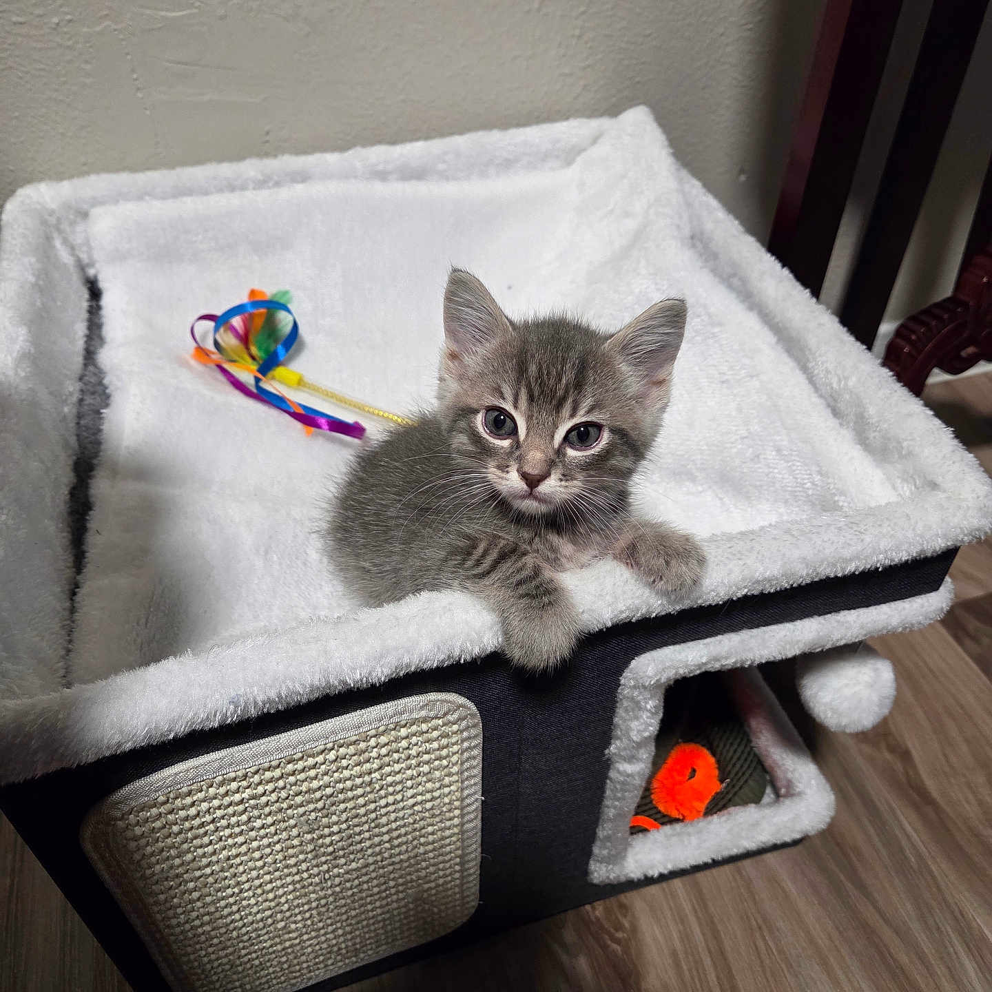 Smokey joined the competition — help win amazing prizes! kitten, cat, tabby, pet, animal, feline, cute, toy, feather_toy, cat_bed, plush, indoor, wooden_floor, wall, curious, young, small, cozy, resting, looking