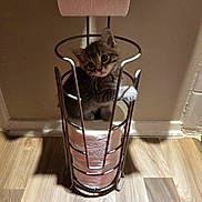 Smokey is registered to the contest to win money with this photo: kitten, cat, toilet_paper, toilet_paper_holder, floor, wood_floor, wall, metal, pet, indoor, cute, small, playful, curious, animal, feline, domestic_animal, paws, sitting, shadow