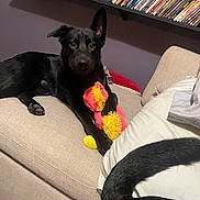 Ralphie joined the competition — help win amazing prizes! animal, architecture, ball, book, bookcase, building, canine, couch, cushion, dog, furniture, homedecor, indoors, library, livingroom, pet, publication, puppy, room, shelf