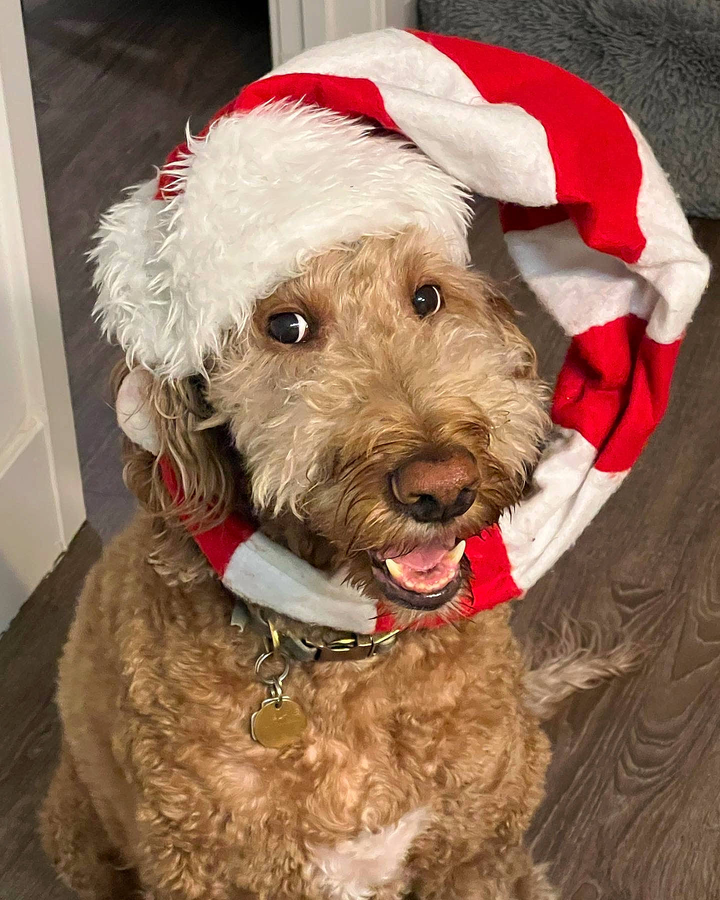 Blake joined the competition — help win amazing prizes! carnivore, collar, companion_dog, costume_hat, dog, dog_breed, dog_clothes, dog_collar, dog_supply, fashion_accessory, fur, leash, liver, pet_supply, small_terrier, sporting_group, terrier, toy_dog, welsh_terrier, working_animal