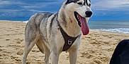 Akira participe au concours pour gagner de l'argent avec cette photo : dog, husky, beach, sand, cloudy_sky, tongue_out, black_backpack, red_rope, outdoor, canine, pet, animal, nature, water, coast, fur, leash, summer, playful, happy