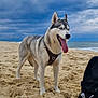 dog, husky, beach, sand, cloudy_sky, tongue_out, black_backpack, red_rope, outdoor, canine, pet, animal, nature, water, coast, fur, leash, summer, playful, happy