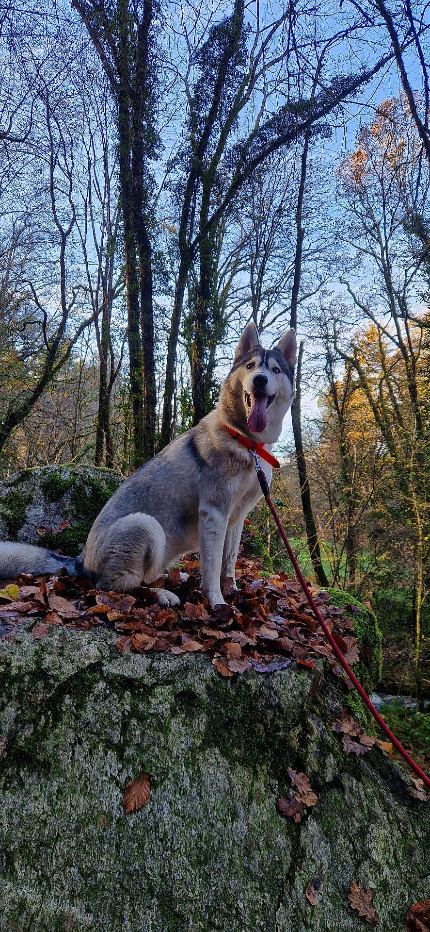 Akira a rejoint le concours — aidez-le/la à gagner de superbes lots ! dog, husky, animal, outdoor, forest, trees, rock, leaves, autumn, nature, pet, canine, tongue_out, collar, moss, daylight, happy, sitting, scenery, wildlife