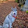 Akira participe au concours pour gagner de l'argent avec cette photo : dog, siberian_husky, autumn_leaves, forest, stream, tree, moss, path, outdoor, nature, leash, collar, tongue_out, sitting, canine, pet, wildlife, daylight, scenery, happy