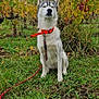 Akira a rejoint le concours — aidez-le/la à gagner de superbes lots ! dog, husky, collar, leash, grass, autumn, leaves, outdoor, pet, animal, nature, sitting, fence, vine, shrubbery, cloudy_sky, canine, fur, muzzle, ears