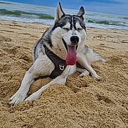 Akira a rejoint le concours — aidez-le/la à gagner de superbes lots ! dog, husky, beach, sand, ocean, waves, sky, clouds, happy, tongue_out, outdoor, canine, pet, animal, nature, summer, relaxed, lying_down, coast, seaside