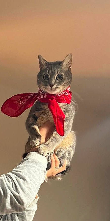 Akira a rejoint le concours — aidez-le/la à gagner de superbes lots ! art, carnivore, cat, claw, domestic_short_haired_cat, fawn, felidae, fur, gesture, grey, paw, sitting, small_to_medium_sized_cats, snout, tail, toy, tree, whiskers