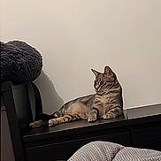 Akira participe au concours pour gagner de l'argent avec cette photo : bed, bedside_table, blanket, cat, ears, fur, furniture, gaze, gray_wall, household, indoor, lounging, nightstand, paws, pet, relaxed, shadow, sitting, tabby_cat, whiskers