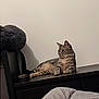 bed, bedside_table, blanket, cat, ears, fur, furniture, gaze, gray_wall, household, indoor, lounging, nightstand, paws, pet, relaxed, shadow, sitting, tabby_cat, whiskers