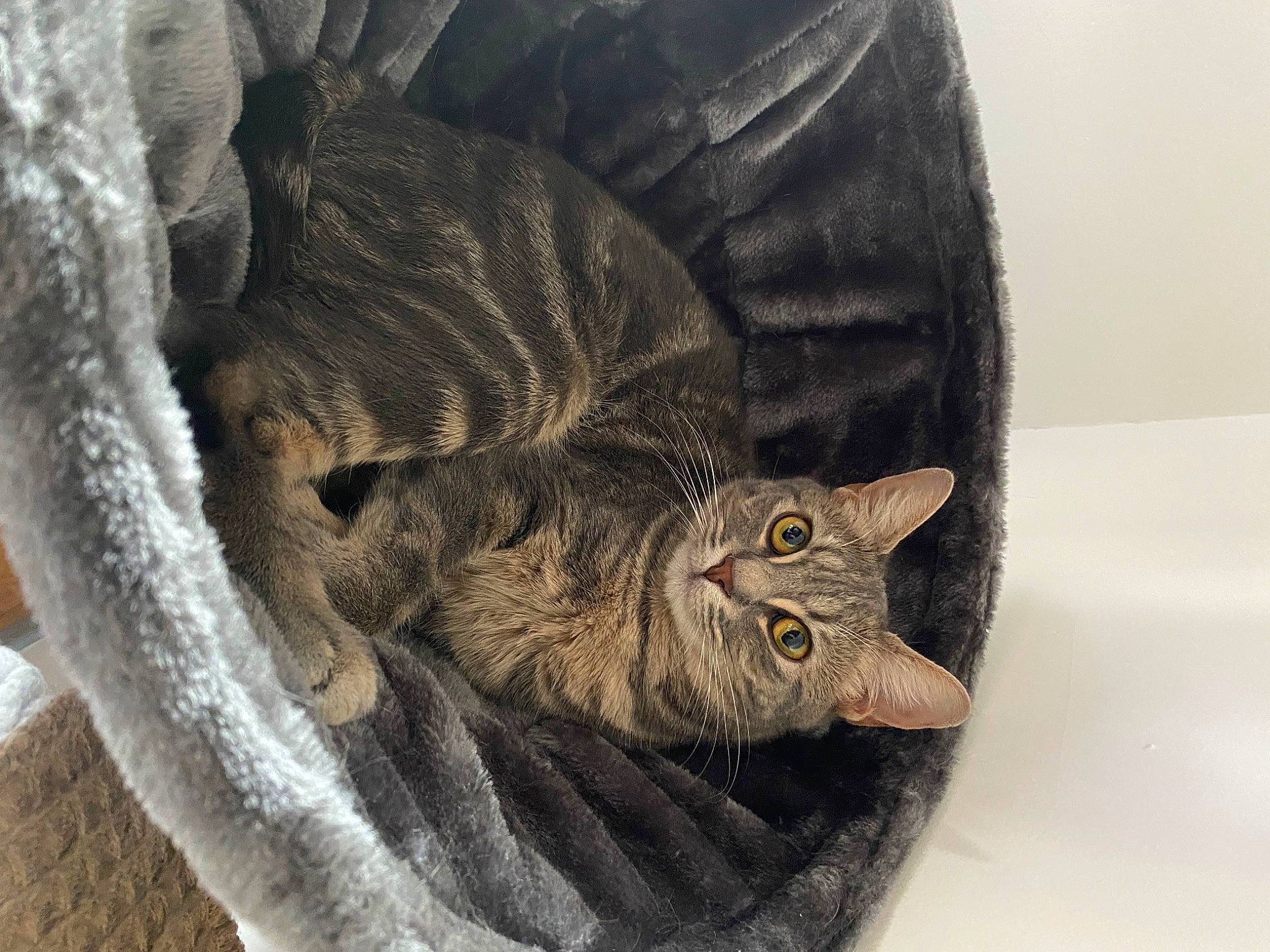 Akira a rejoint le concours — aidez-le/la à gagner de superbes lots ! artifact, carnivore, cat, comfort, domestic_short_haired_cat, felidae, fur, small_to_medium_sized_cats, snout, tail, terrestrial_animal, tree, trunk, whiskers, wood