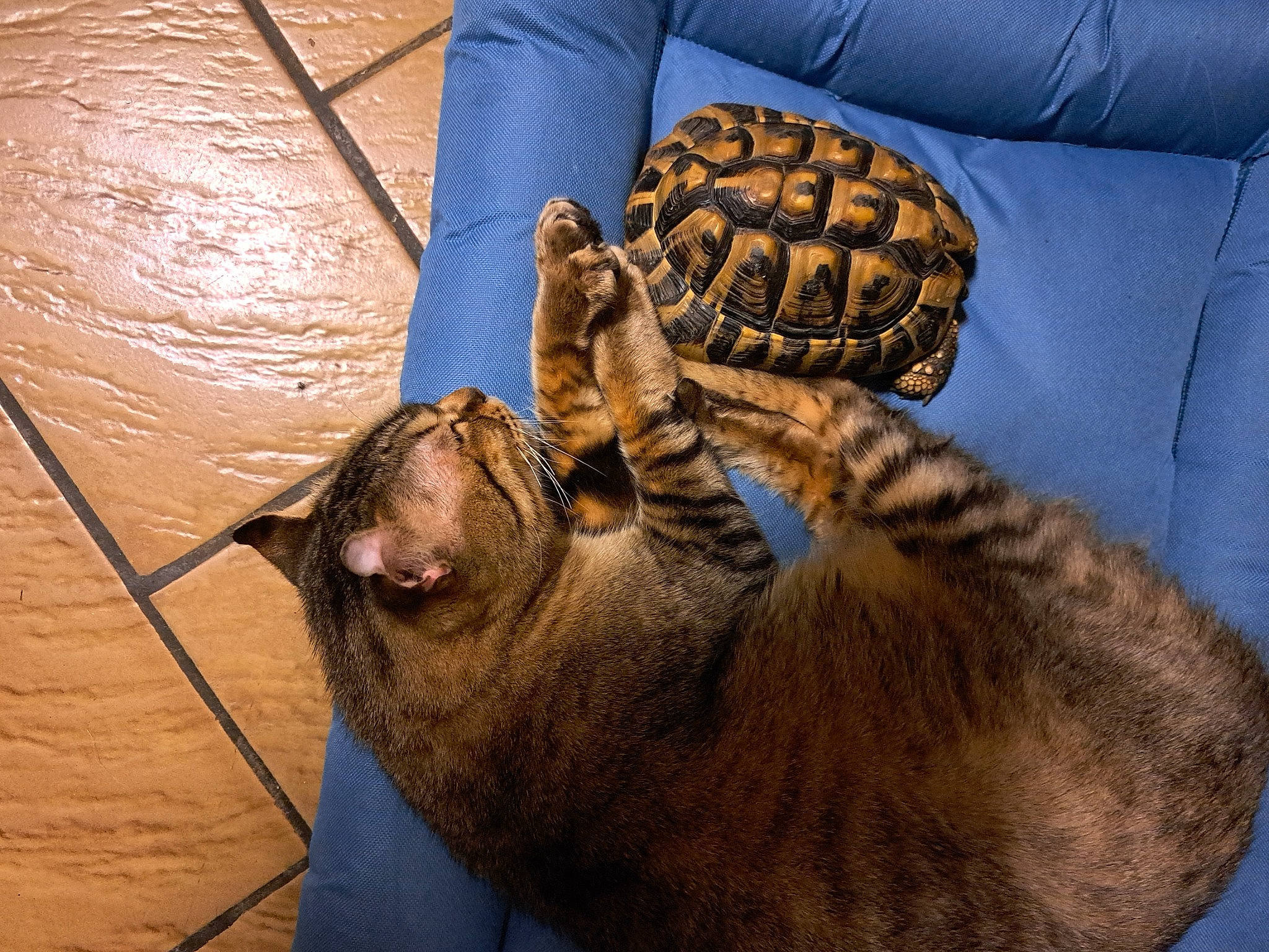 Onix participe au concours pour gagner de l'argent avec cette photo : carnivore, cat, claw, comfort, couch, domestic_short_haired_cat, fawn, felidae, fur, nap, paw, reptile, scaled_reptile, small_to_medium_sized_cats, snout, tail, terrestrial_animal, whiskers, wildlife, wood