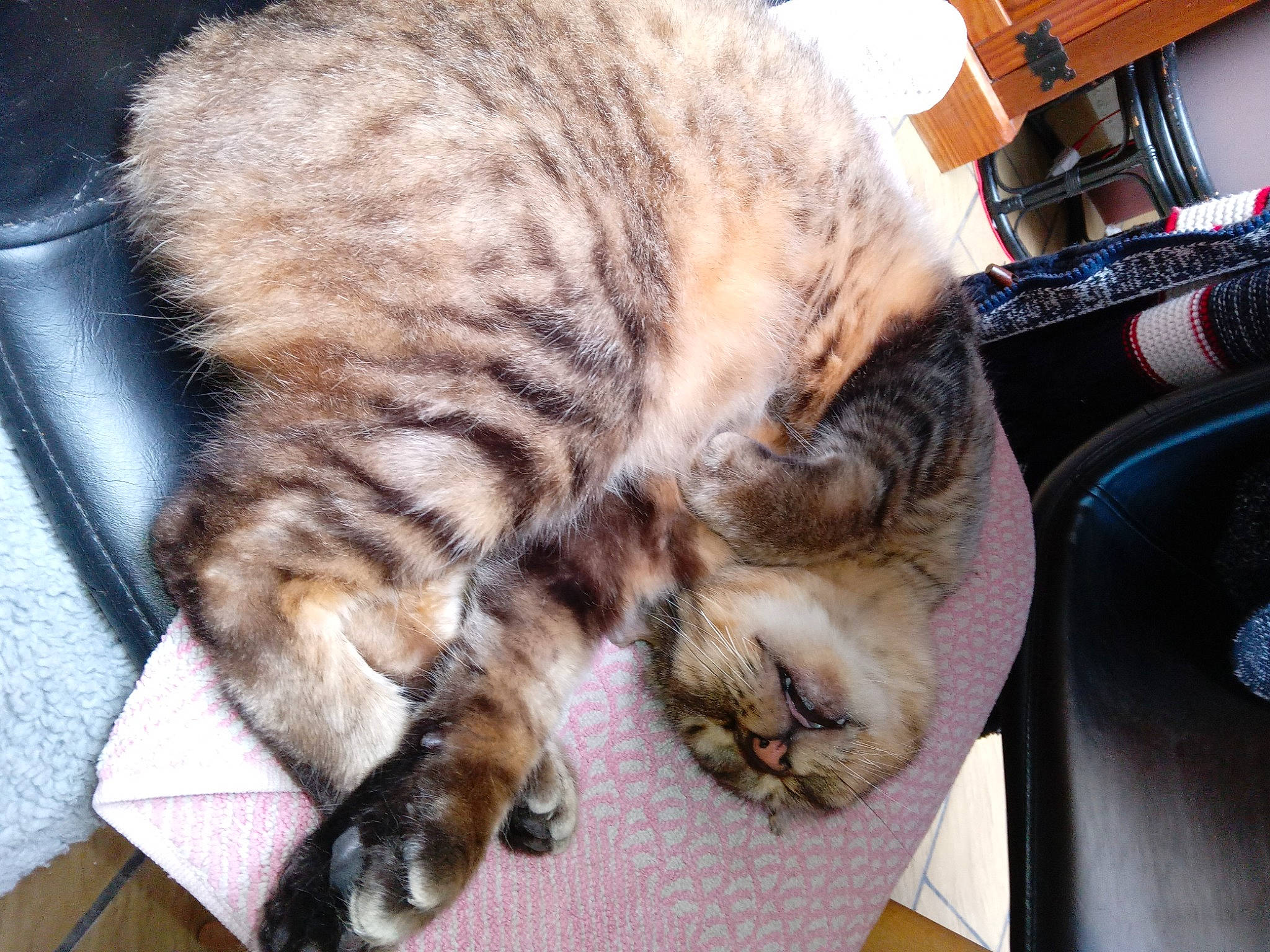 Onix participe au concours pour gagner de l'argent avec cette photo : carnivore, cat, claw, comfort, domestic_short_haired_cat, fawn, felidae, fur, nap, paw, sleep, small_to_medium_sized_cats, tail, terrestrial_animal, whiskers