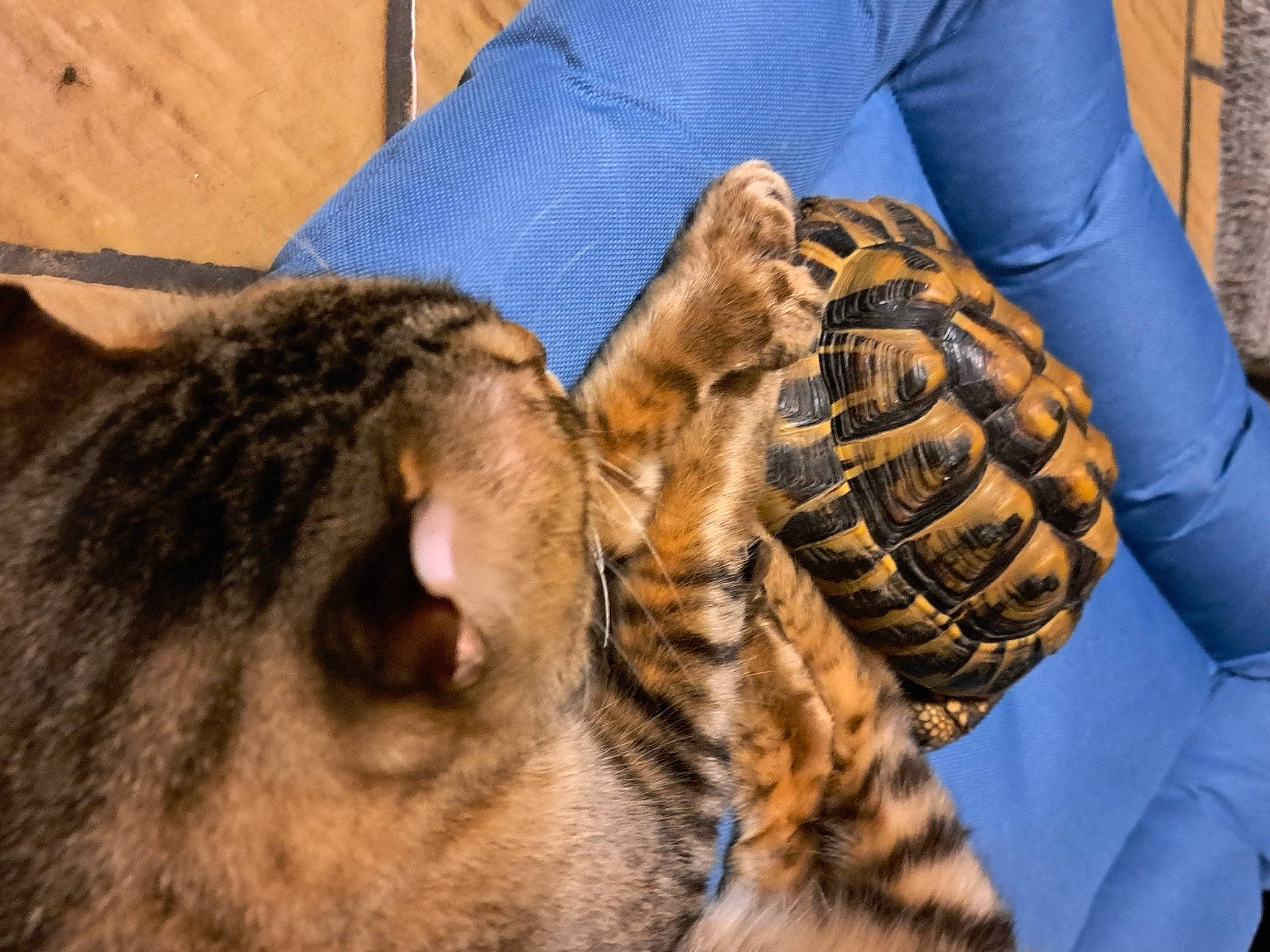 Onix participe au concours pour gagner de l'argent avec cette photo : big_cats, carnivore, cat, claw, comfort, domestic_short_haired_cat, eye, fawn, felidae, fur, nap, pattern, paw, reptile, small_to_medium_sized_cats, snout, terrestrial_animal, whiskers, wildlife, wood