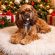 Lili Ann joined the competition — help win amazing prizes! brown, celebration, christmas_tree, cocker_spaniel, cozy, decorations, dog, festive, fluffy_rug, fur, holiday, indoors, lights, ornaments, pet, presents, relaxed, ribbon, seasonal, white