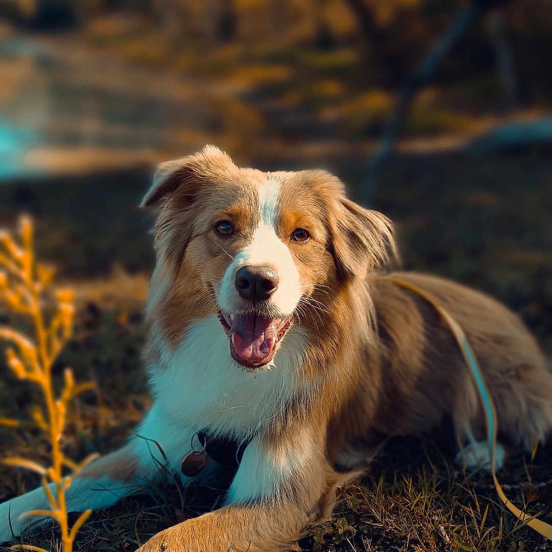 U'Wendy a rejoint le concours — aidez-le/la à gagner de superbes lots ! animal, blurred_background, brown, canine, closeup, collar, daylight, dog, fur, grass, happy, laying_down, leash, mammal, nature, outdoor, pet, playful, smiling, white
