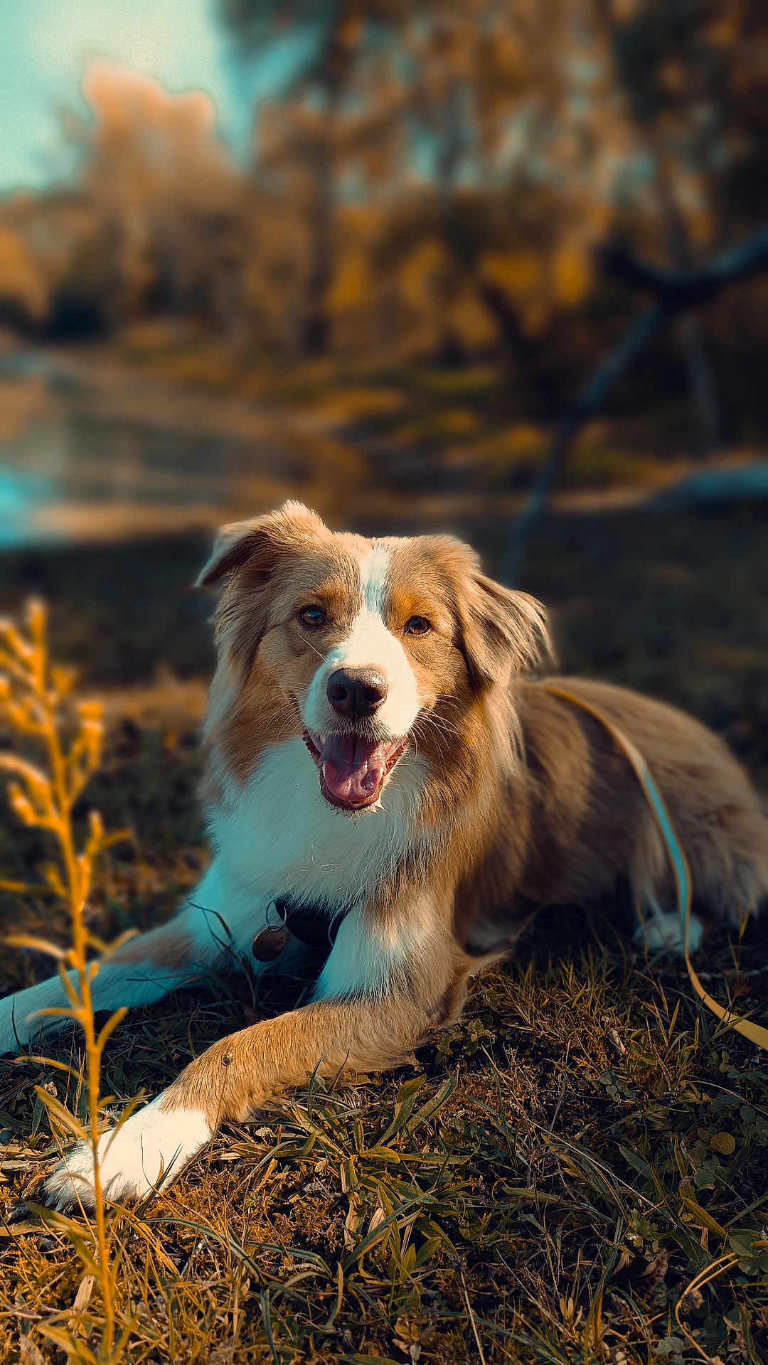 U'Wendy a rejoint le concours — aidez-le/la à gagner de superbes lots ! animal, blurred_background, brown, canine, closeup, collar, daylight, dog, fur, grass, happy, laying_down, leash, mammal, nature, outdoor, pet, playful, smiling, white