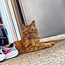Ozzie joined the competition — help win amazing prizes! animal, blurred_background, carpet, cat, close_up, domestic_cat, ears, feline, floor, household, indoor, laying_down, orange_tabby, paws, pet, relaxed, shoe, side_view, sneaker, whiskers