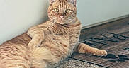 Ozzie joined the competition — help win amazing prizes! animal, carpet, cat, cute, cute_pet, domestic_cat, ears, eyes, feline, fur, home, indoor, looking_at_camera, mat, orange_tabby, paw_prints, pet, relaxed, resting, whiskers