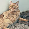 animal, carpet, cat, cute, cute_pet, domestic_cat, ears, eyes, feline, fur, home, indoor, looking_at_camera, mat, orange_tabby, paw_prints, pet, relaxed, resting, whiskers