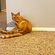 Ozzie is registered to the contest to win money with this photo: animal, carpet, cat, curious, cute, domestic_animal, ears, feline, floor, home, indoor, looking, orange_tabby, paws, pet, relaxed, sitting, tail, wall, whiskers