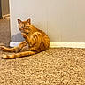 animal, carpet, cat, curious, cute, domestic_animal, ears, feline, floor, home, indoor, looking, orange_tabby, paws, pet, relaxed, sitting, tail, wall, whiskers