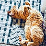 Ozzie is registered to the contest to win money with this photo: animal, cat, cozy, curled_paws, cute, domestic_animal, feline, fluffy, fur, home, indoor, lazy, orange_tabby, patterned_rug, pet, relaxed, resting, sleeping, tail, whiskers