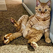 Ozzie is registered to the contest to win money with this photo: cat, ginger_cat, tabby, pet, indoor, carpet, wall, relaxed, sitting, feline, animal, cute, curious, fur, whiskers, paws, looking, portrait, domestic_cat, house
