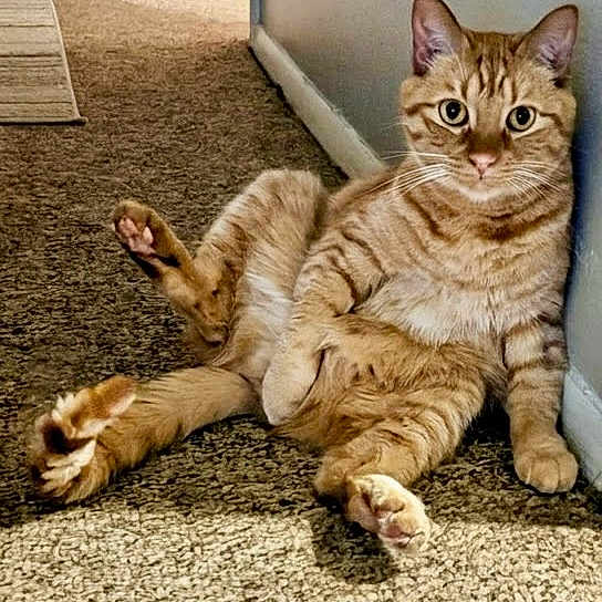 Ozzie is registered to the contest to win money with this photo: cat, ginger_cat, tabby, pet, indoor, carpet, wall, relaxed, sitting, feline, animal, cute, curious, fur, whiskers, paws, looking, portrait, domestic_cat, house