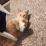 Papa joined the competition — help win amazing prizes! cat, orange_cat, plush_toy, carpet, indoor, furniture, pet, animal, cute, lying_down, relaxed, looking_at_camera, cozy, home, soft_toy, tabby_cat, whiskers, paws, playful, domestic_cat