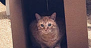 Papa is registered to the contest to win money with this photo: cat, cardboard_box, indoor, carpet, furniture, curious, pet, animal, cozy, home, orange_cat, whiskers, ears, floor, sitting, looking, domestic_cat, cute, eyes, shadow