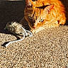 Papa joined the competition — help win amazing prizes! cat, orange_tabby, toy_mouse, carpet, sunlight, indoor, pet, whiskers, fur, playful, closeup, animal, cute, paw, texture, relaxed, shadow, eye, domestic_cat, feline