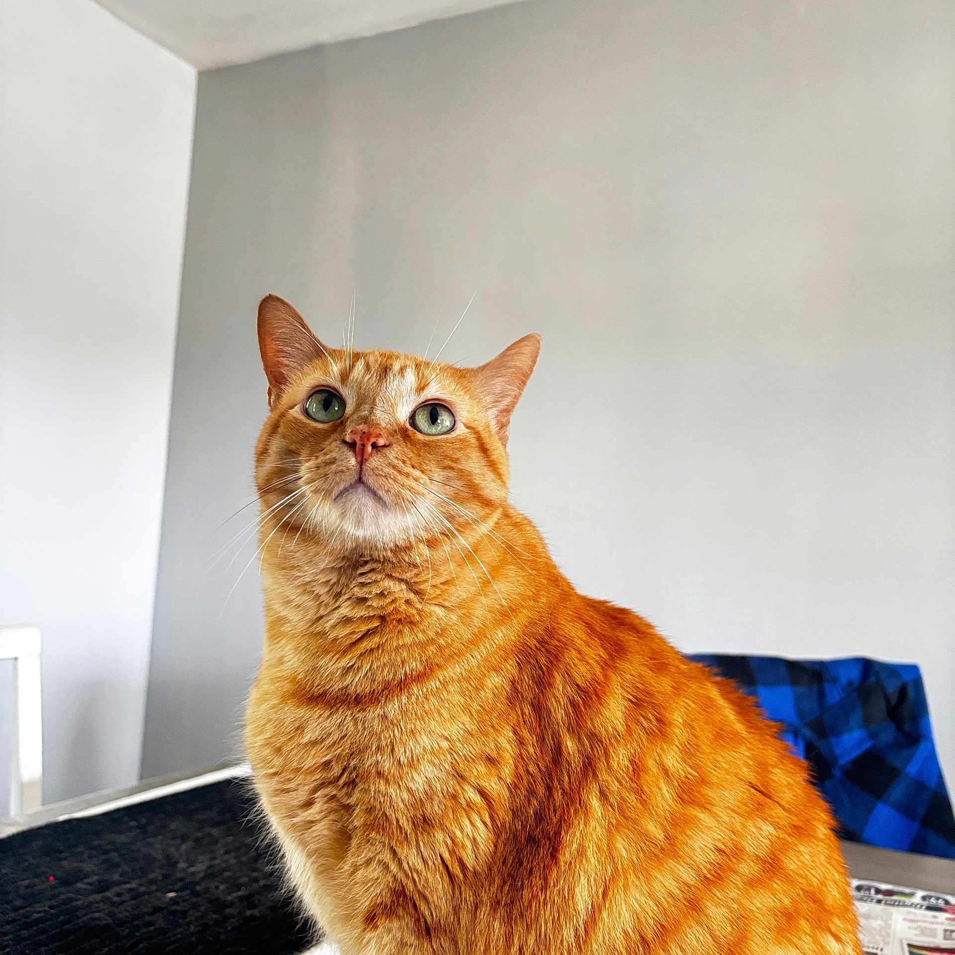 Papa is registered to the contest to win money with this photo: cat, orange_tabby, pet, indoor, feline, fur, whiskers, eyes, curious, sitting, closeup, animal, domestic_cat, mammal, portrait, cozy, plaid, fabric, table, background