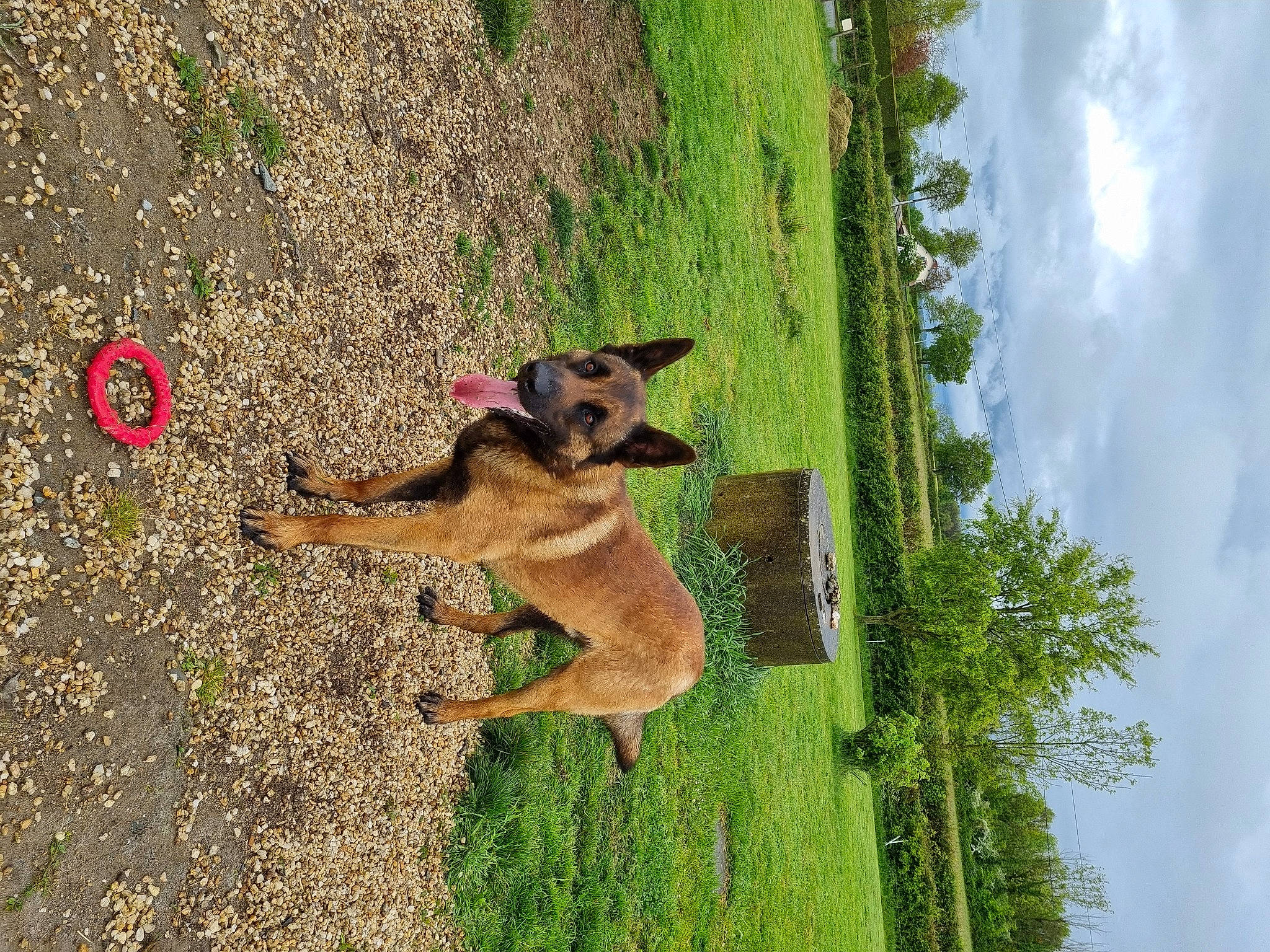 Suki a rejoint le concours — aidez-le/la à gagner de superbes lots ! carnivore, cloud, companion_dog, dog, dog_breed, fawn, german_shepherd_dog, grass, herding_dog, old_german_shepherd_dog, plant, sky, snout, soil, tail, tree, trunk, wildlife, wood, working_animal