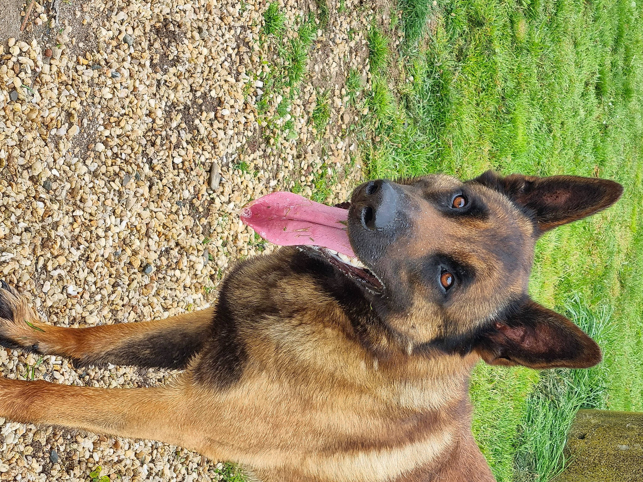 Suki participe au concours pour gagner de l'argent avec cette photo : canidae, carnivore, companion_dog, dog, dog_breed, east_european_shepherd, fawn, german_shepherd_dog, grass, herding_dog, jaw, king_shepherd, old_german_shepherd_dog, plant, snout, sporting_group, terrestrial_animal, wildlife, working_animal, working_dog