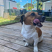 Tayson participe au concours pour gagner de l'argent avec cette photo : dog, brown_and_white, tongue_out, wooden_deck, outdoor, fence, garden, plants, sky, clouds, sunny, pet, canine, sitting, fur, animal, backyard, daylight, happy, tongue
