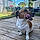 Tayson